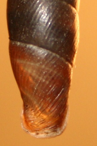 Clausiliidae da identificare